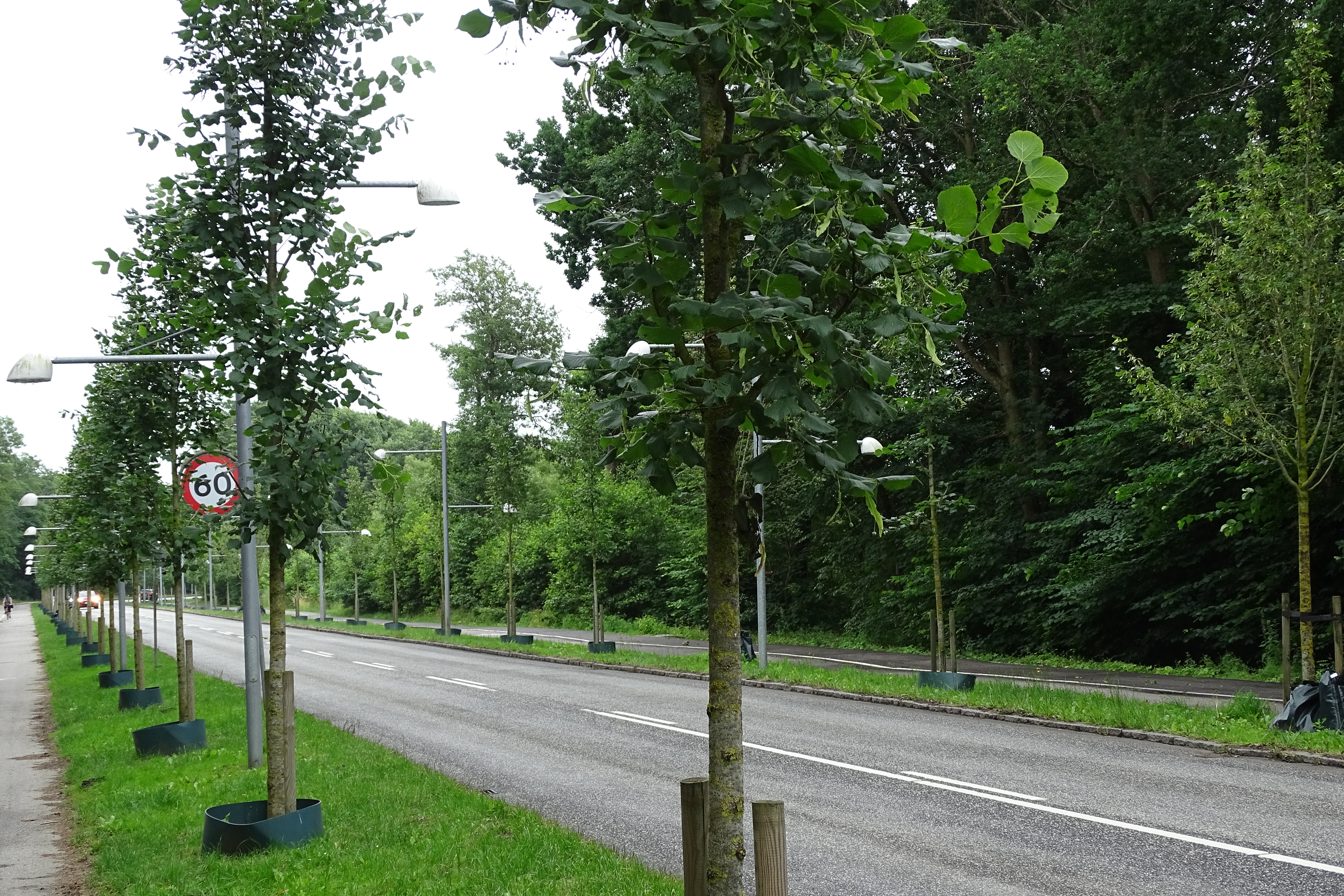 Træerne i Skælskørvej/Banevej alléen 2021