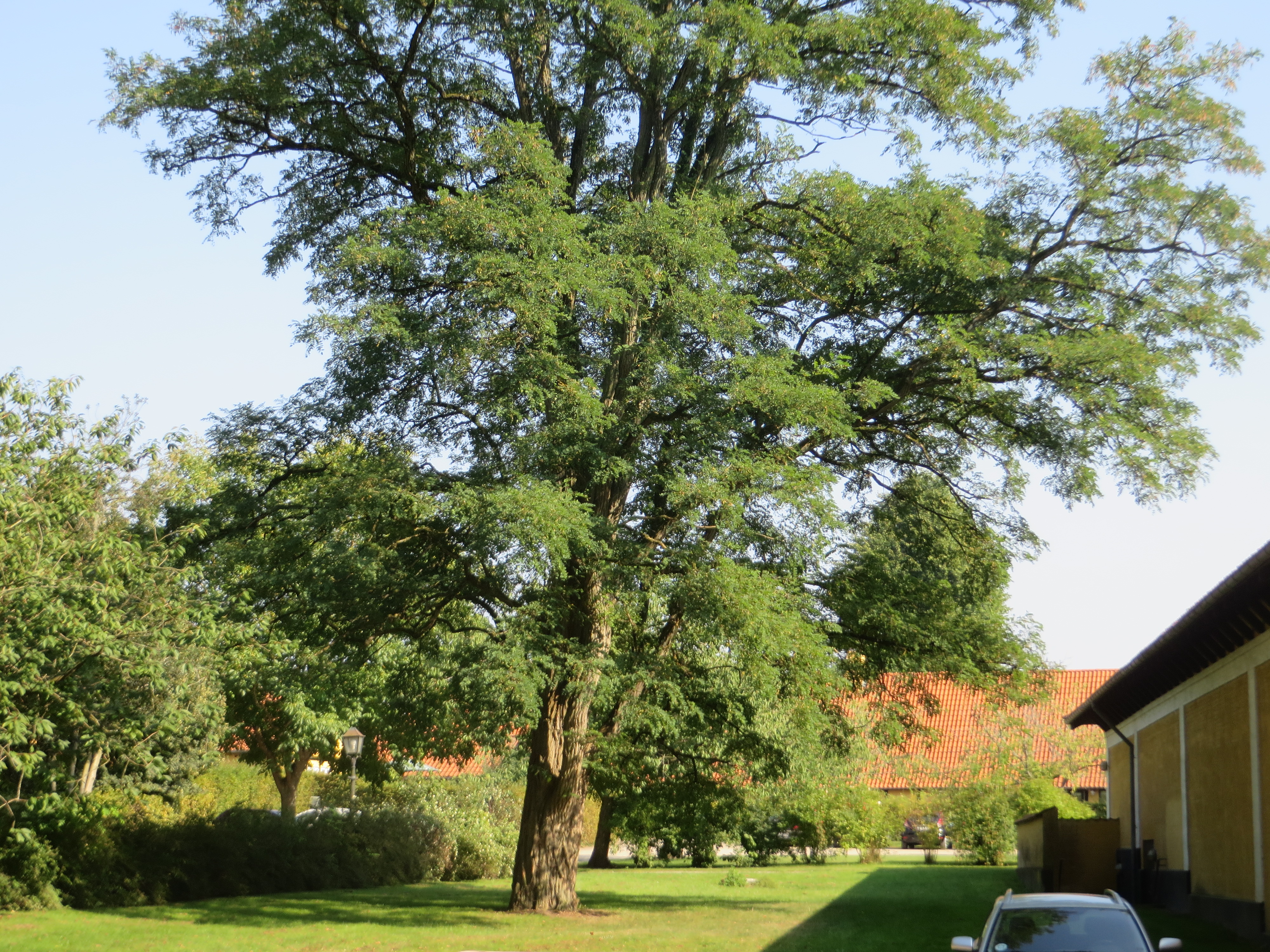 Et stort træ, Alm. Robinie (Robinia pseudoacacia)