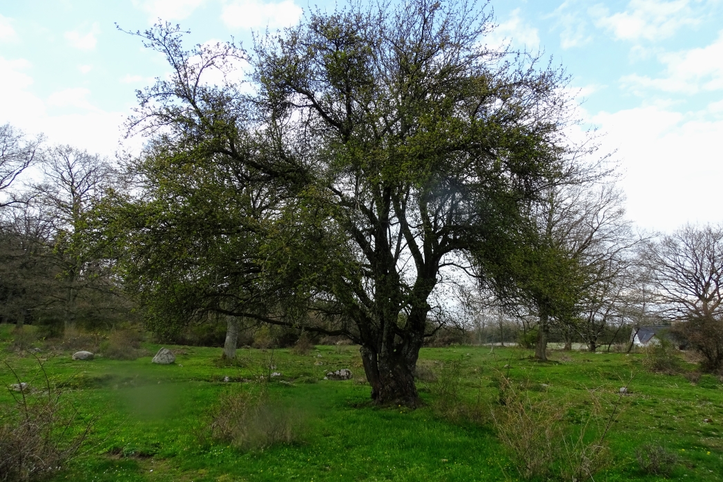 Æbletræ på Kulebjerg Overdrev
