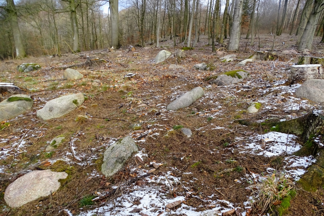 Stenbestrøninger i Horsebøg Skov