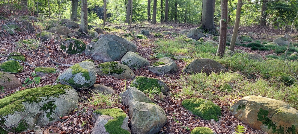 Stenbestrøning i Horsebøg Skov