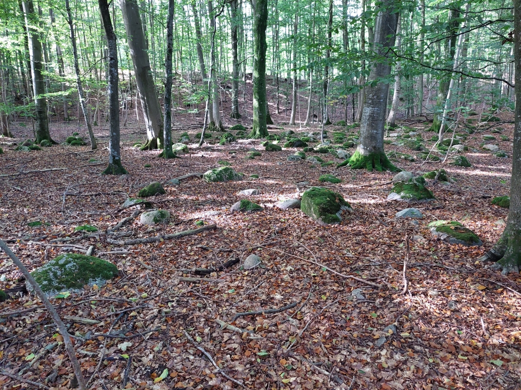 Stenbestrøning i Nyrup Skov