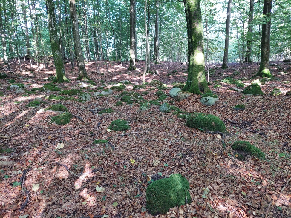 Stenbestrøning i Nyrup Skov