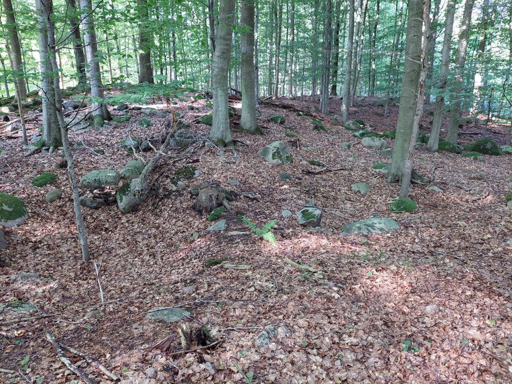 Stenbestrøning i Nyrup Skov