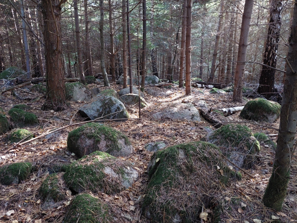 Stenbestrøning i Nyrup Skov