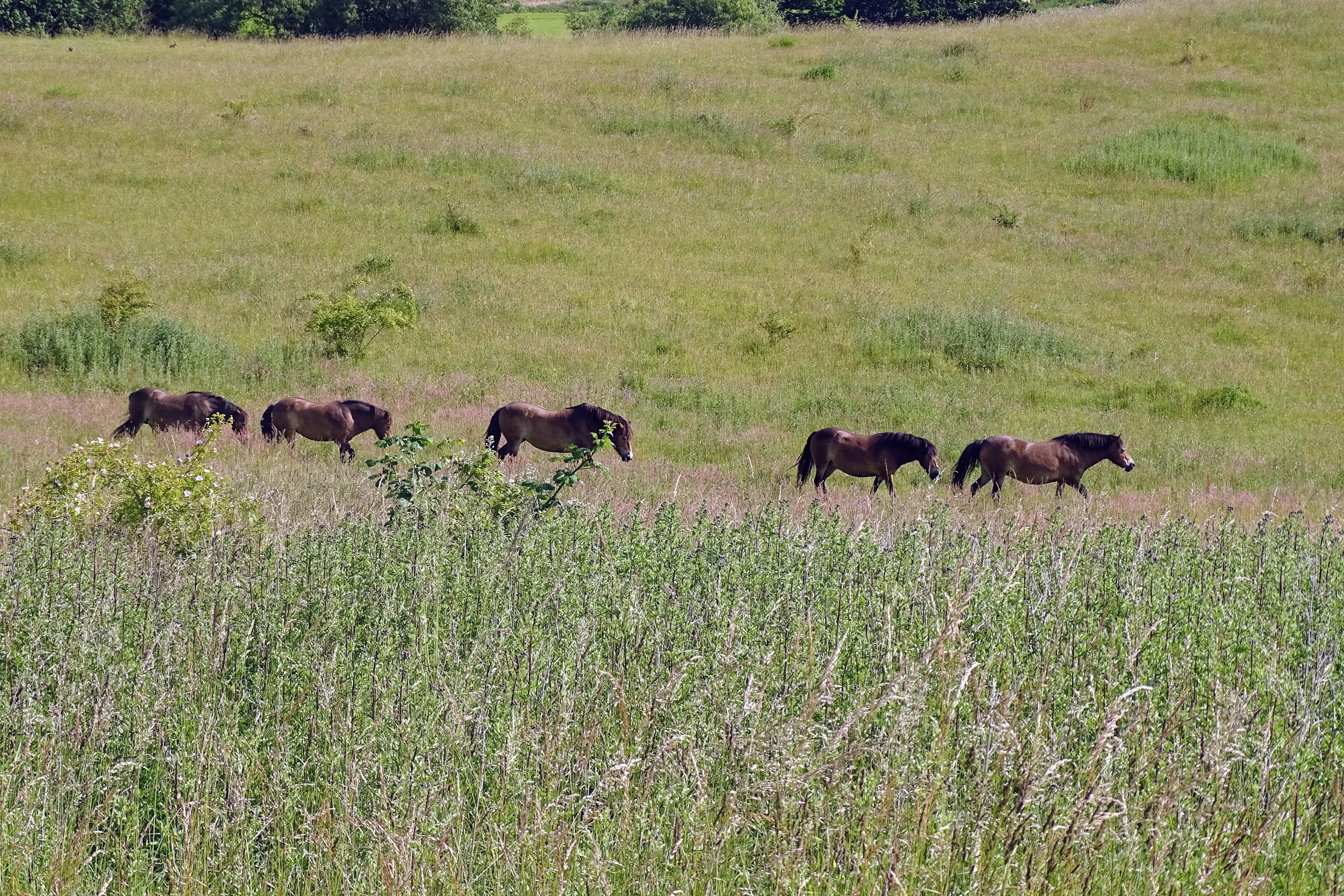 Exmoor heste ved Tamosen