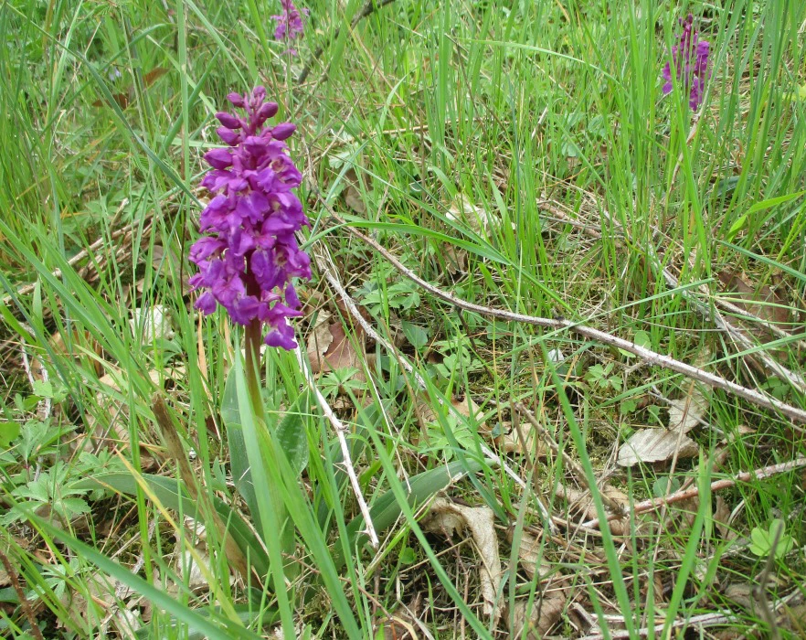 Todo