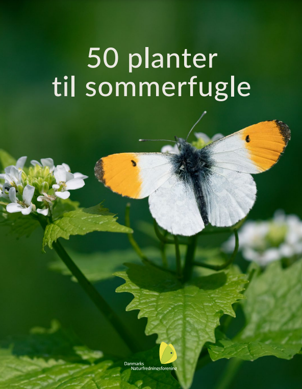 Folder om 50 planter til sommerfugle