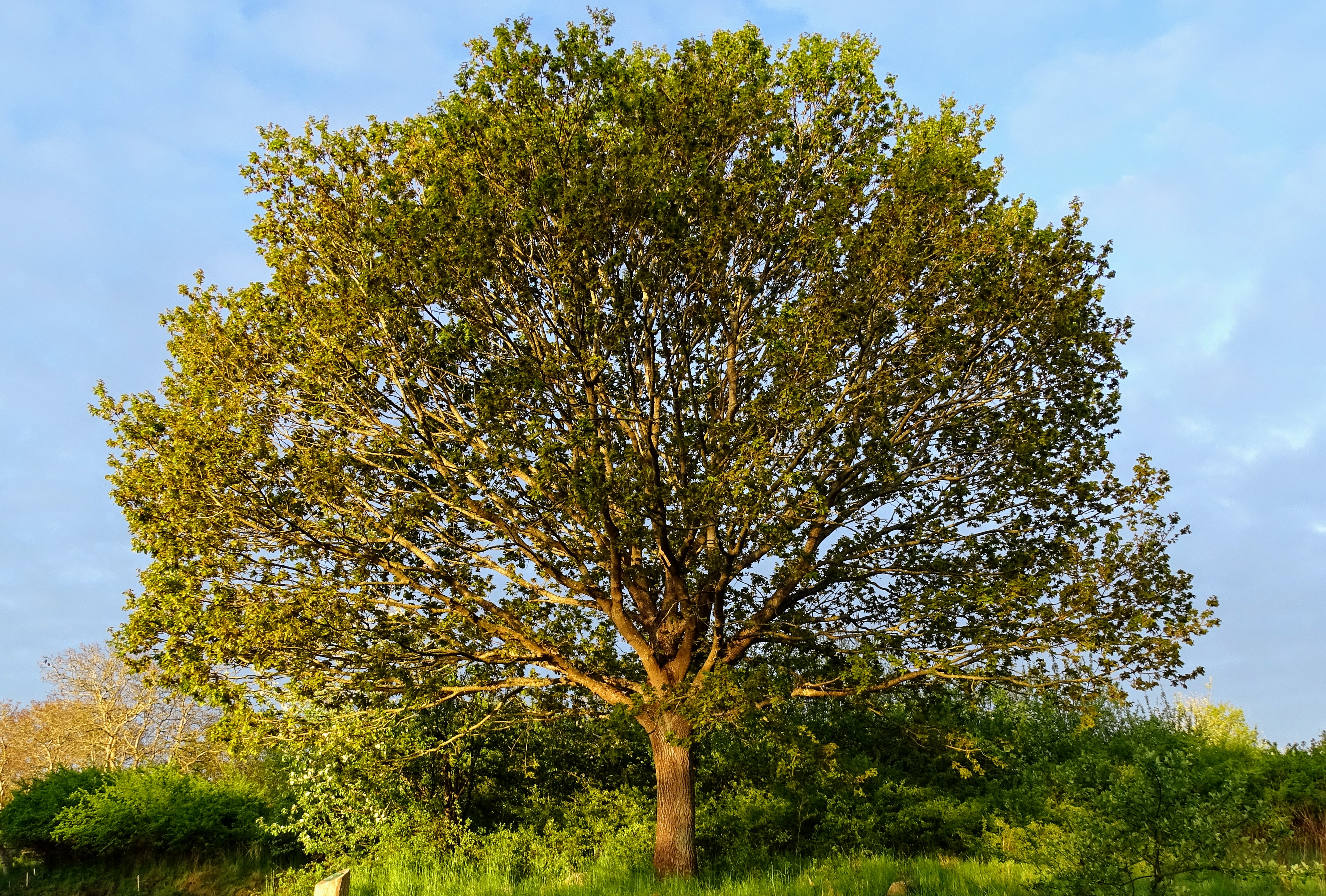 Træer i Sorø Kommune