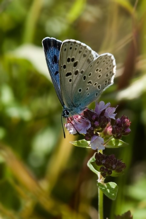 Flot fremmøde til DN-arrangement om biodiversitet