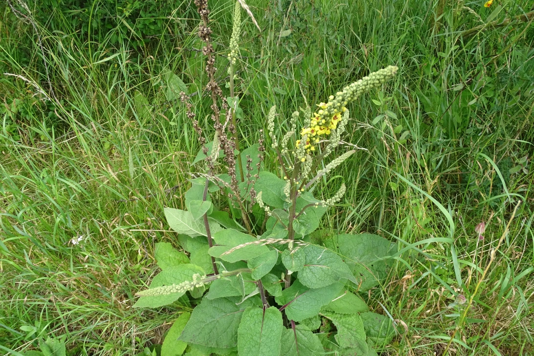 Todo