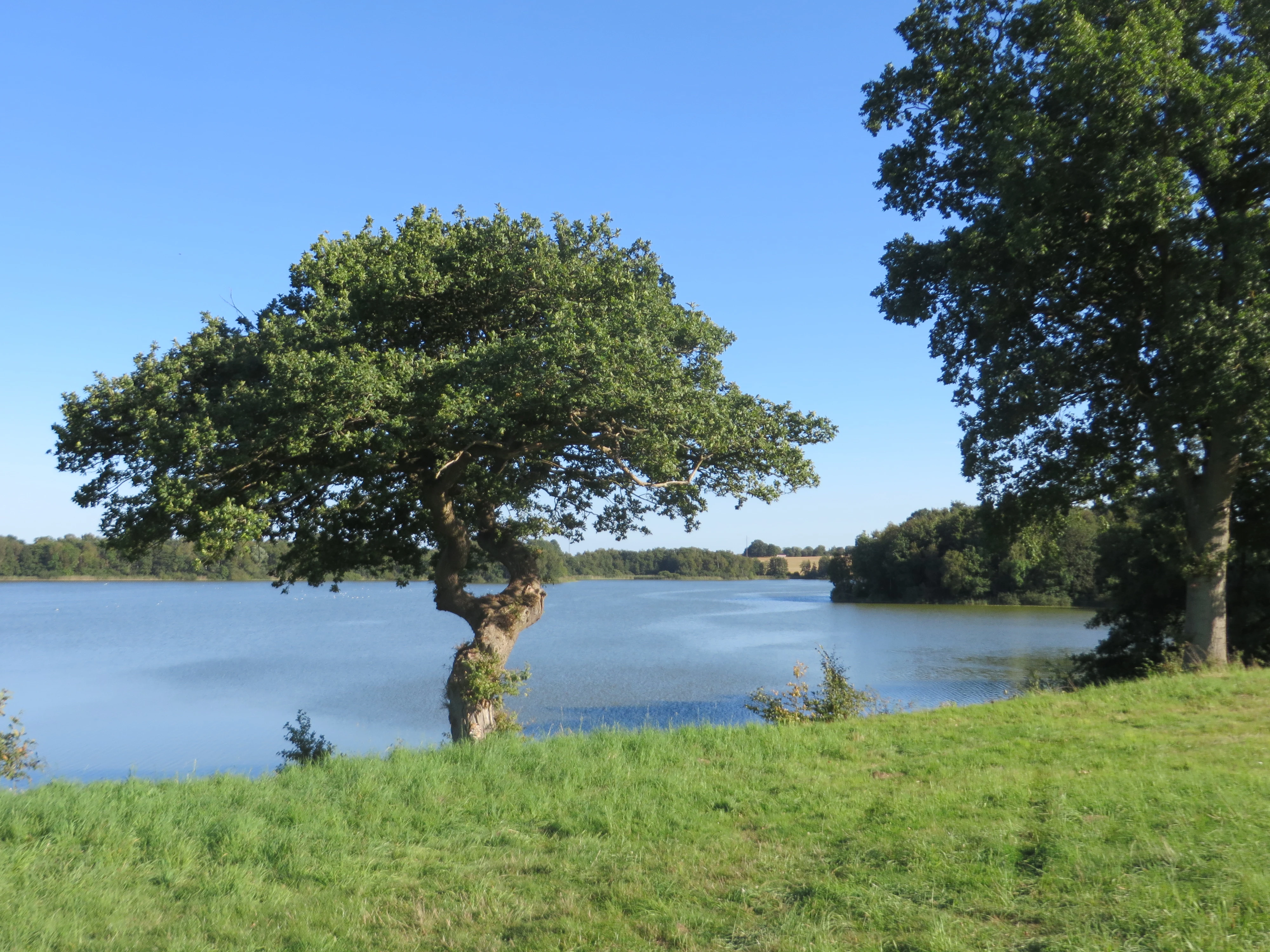 Todo