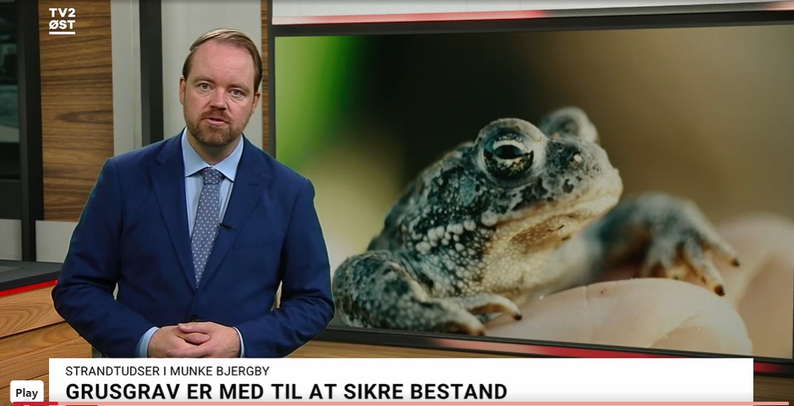 Omtale af strandtudsen i Munke Bjergby