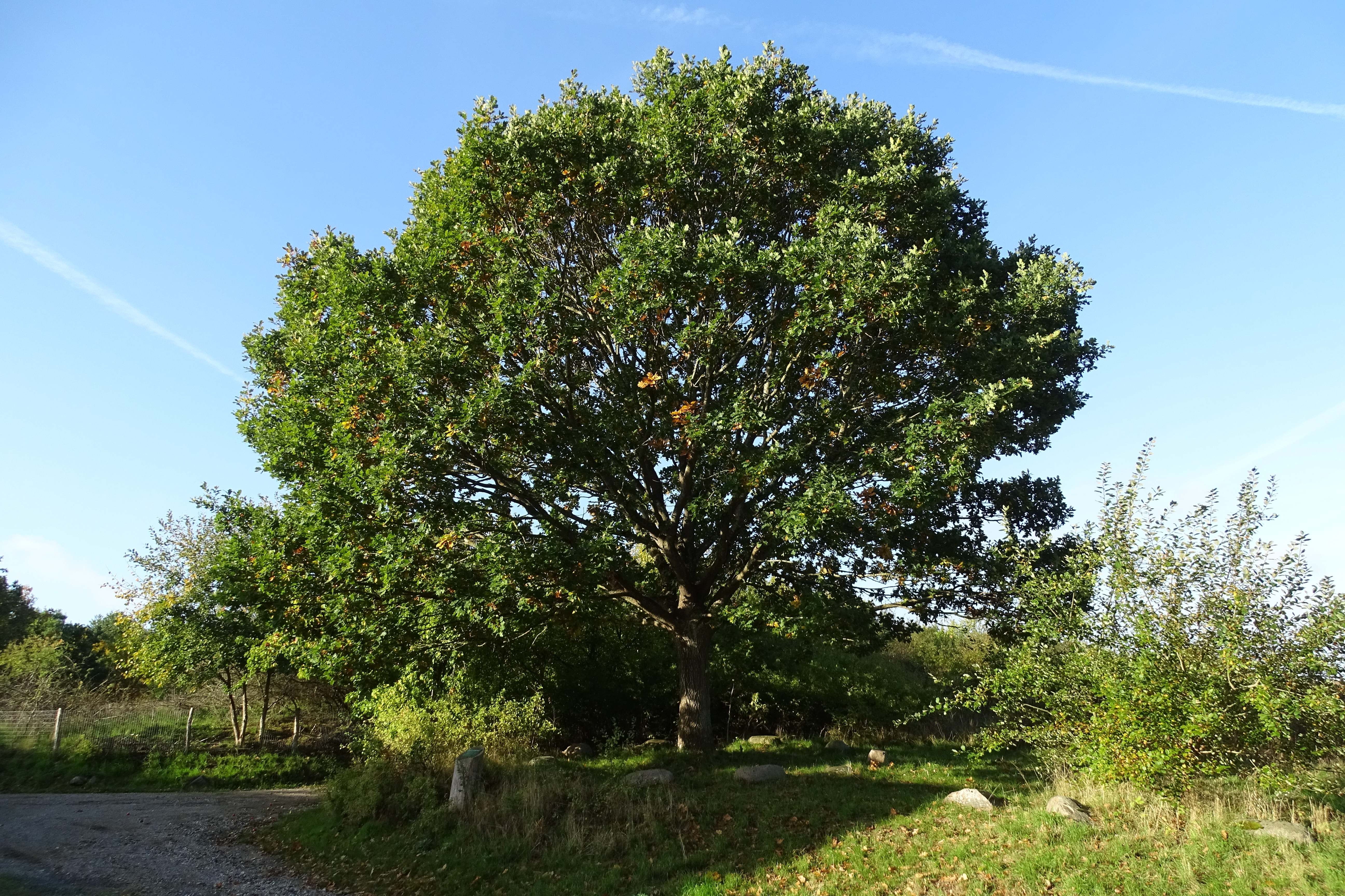 Kongskilde naturpark skal forvaltes