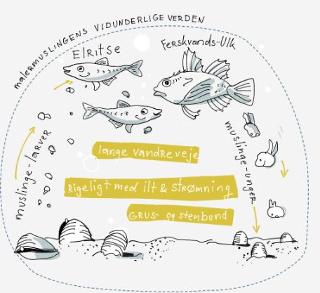 Mere liv i Susåen
